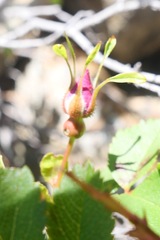 Rosa nutkana macdougalii
