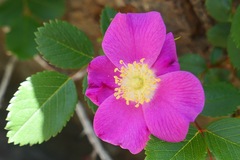 Rosa nutkana macdougalii