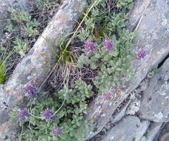 Dracocephalum pinnatum