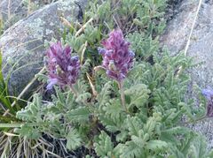 Dracocephalum pinnatum