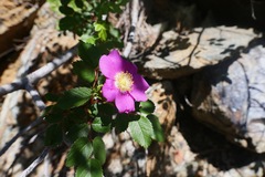 Rosa nutkana macdougalii