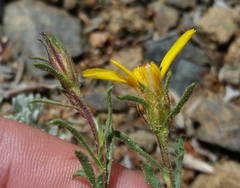 Ericameria suffruticosa