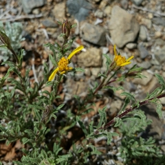 Ericameria suffruticosa