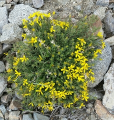 Ericameria suffruticosa