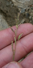 Poa secunda secunda