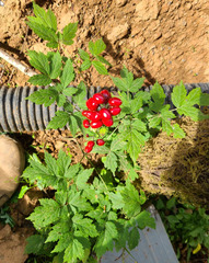 Actaea rubra rubra