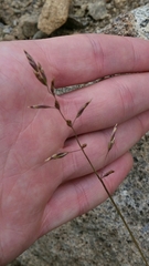 Poa secunda secunda
