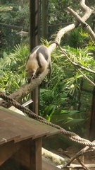 Tamandua