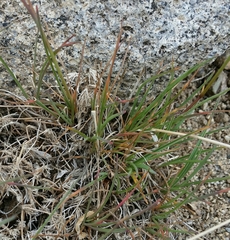 Poa secunda secunda