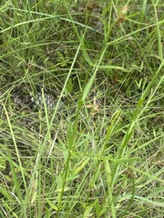 Sabatia campanulata