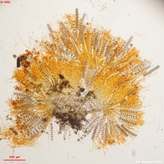 Ramsbottomia crechqueraultii