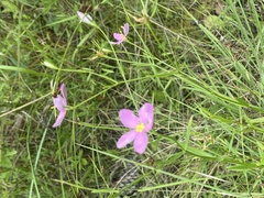 Sabatia campanulata