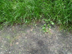 Ramsbottomia crechqueraultii