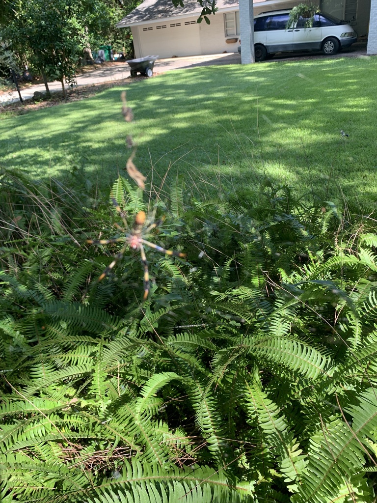 Golden Silk Spider from W El Bonito Dr, Ocean Springs, MS, US on July 7