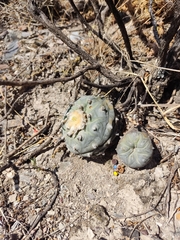 Lophophora diffusa