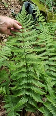 Dryopteris × neowherryi