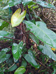 Philodendron erubescens