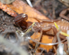 Pseudouroctonus apacheanus