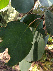 Eucalyptus delegatensis