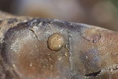Corambe steinbergae