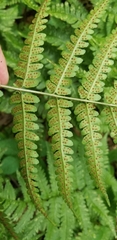 Dryopteris × neowherryi