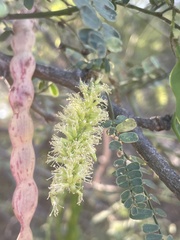 Prosopis articulata