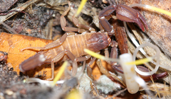 Pseudouroctonus apacheanus