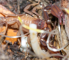 Pseudouroctonus apacheanus