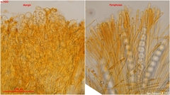 Ramsbottomia crechqueraultii