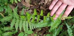 Dryopteris × neowherryi