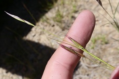 Danthonia unispicata