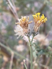 Bebbia juncea juncea