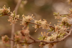 Alangium indochinense