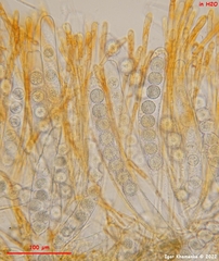 Ramsbottomia crechqueraultii