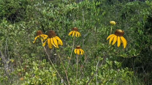 Image of Rudbeckia scabrifolia by (c) Joseph Aubert, some rights reserved (CC BY)