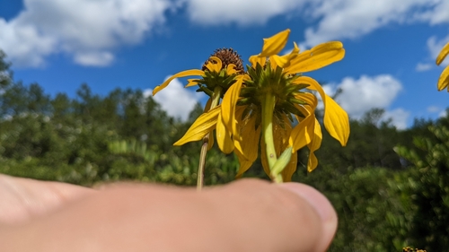 Image of Rudbeckia scabrifolia by (c) Joseph Aubert, some rights reserved (CC BY)