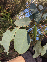 Eucalyptus delegatensis
