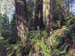 Eucalyptus delegatensis