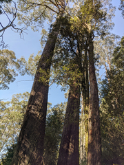 Eucalyptus delegatensis