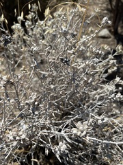 Tetradymia comosa