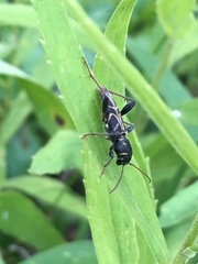 Xylotrechus convergens