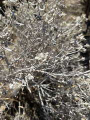 Tetradymia comosa