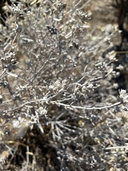 Tetradymia comosa