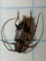 Exocentrus punctipennis
