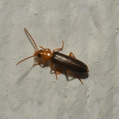 Xanthochroina bicolor