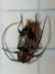 Exocentrus punctipennis