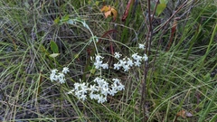 Sabatia macrophylla