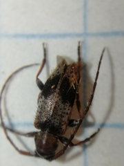 Exocentrus punctipennis