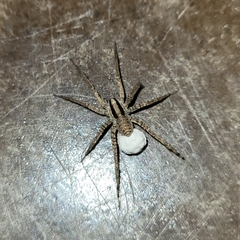 Camptocosa