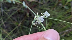 Sabatia macrophylla